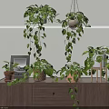 Indoor Hanging And Tabletop Potted Plants With Green Trailing Vines On Wooden Cabinet