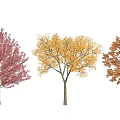 Vibrant Autumn Deciduous Trees Displaying Red Yellow Orange Foliage With Shadows 3d model