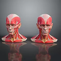 Medical Device Head Muscle Anatomical Models Showing Detailed Neck and Facial Muscle Structures