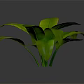 Vibrant Lush Green Plant With Large Fresh Leaves Against Gray Background