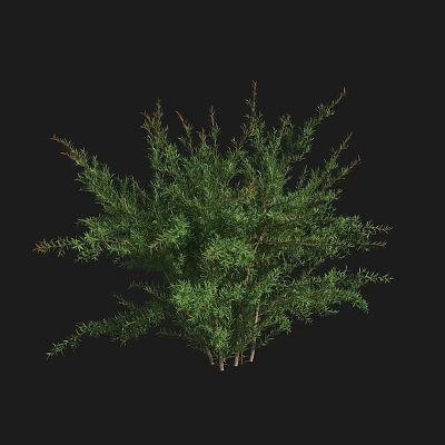 Green Leafy Plants With Dense Foliage And Multiple Stems In Natural Growth Against Black Background 3d model