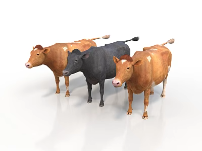 Three Cows Standing On White Background With Brown Black And White Spotted Colors 3d model
