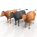 Three Cows Standing On White Background With Brown Black And White Spotted Colors