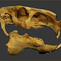 Detailed Animal Skull With Natural Brownish Texture On Dark Reflective Surface