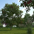 Garden Landscape With Lush Green Lawn Fruit Trees Red Fruits Tall Grass And Blue Sky