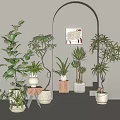 Pot combination of Mori net red plants 3d model