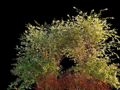 Vibrant Green Shrubs With White Blossoms And Red Stems In Outdoor Garden Area 3d model