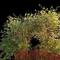 Vibrant Green Shrubs With White Blossoms And Red Stems In Outdoor Garden Area