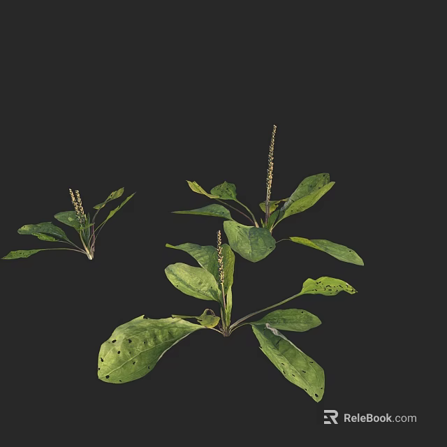 Green Plants with Large Leaves Slender Spike Inflorescences and Spotted Foliage 3d model