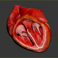 Detailed Human Heart Anatomical Model Showing Internal Chambers And Valves Structure 3d model