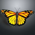 Stunning Monarch Butterfly Featuring Orange Wings With Yellow And Black Patterns