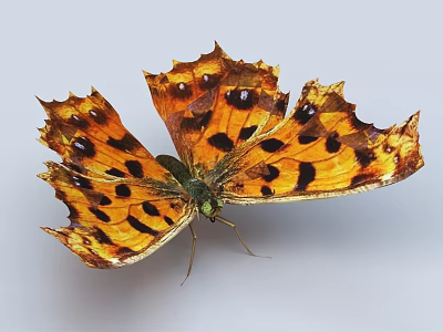 Elegant Decorative Ornament Set With Orange Black Spotted Serrated Wing Butterfly For Home Decoration 3d model