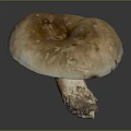 Organic Edible Fresh Brown Mushroom With Natural Cap Texture And Stem