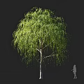 Weeping Willow Tree with Long Drooping Green Leaves against Dark Background and Human Silhouette