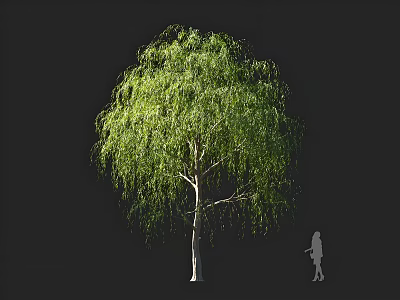 Weeping Willow Tree with Long Drooping Green Leaves against Dark Background and Human Silhouette 3d model