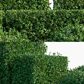 Lush Green Shrubs For Garden Landscaping With Well Trimmed Shapes