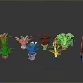 Various Indoor Potted Plants With Different Leaf Shapes And Colorful Foliage