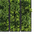 Lush Vertical Green Plant Wall With Diverse Foliage And Modular Panel Design