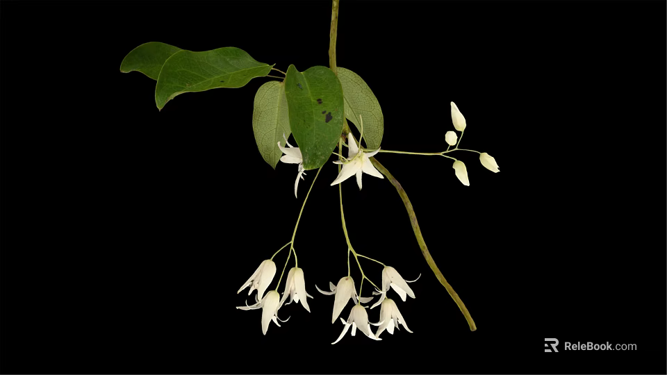 Plant Displaying Green Leaves and Hanging White Flowers Against Black Background 3d model 