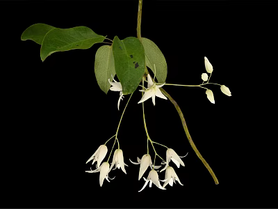 Plant Displaying Green Leaves and Hanging White Flowers Against Black Background 3d model