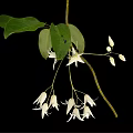 Plant Displaying Green Leaves and Hanging White Flowers Against Black Background