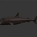 Realistic Brown Shark Model With Open Mouth Sharp Teeth And Textured Fins