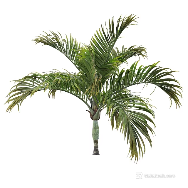 Lush Green Palm Arbor With Long Feathery Fronds And Slender Trunk In Natural Form 3d model 