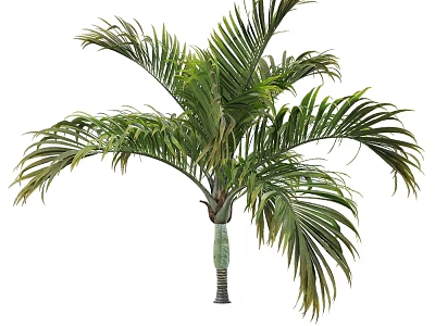 Lush Green Palm Arbor With Long Feathery Fronds And Slender Trunk In Natural Form 3d model