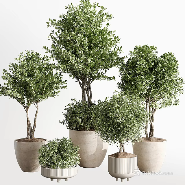 Various Sizes Decorative Bonsai Potted Plants In Terracotta Pots With Lush Green Foliage 3d model 