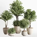 Various Sizes Decorative Bonsai Potted Plants In Terracotta Pots With Lush Green Foliage