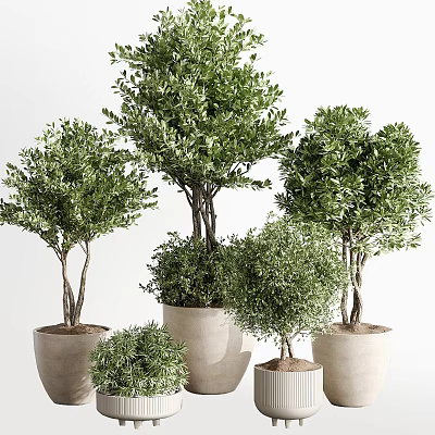 Various Sizes Decorative Bonsai Potted Plants In Terracotta Pots With Lush Green Foliage 3d model