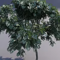 Tall Tree With Slender Trunk Lush Green Leaves And Evenly Distributed Branches 3d model