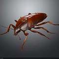 Detailed Red Cockroach With Shiny Exoskeleton And Long Legs On Dark Background