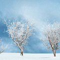 Snow Tree Modern Tree 3d model