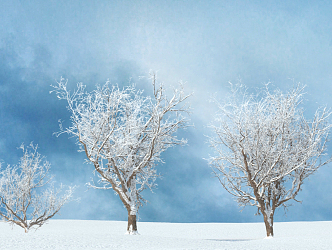 Snow Tree Modern Tree 3d model