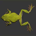 Green Reptile Lizard on Gray Background with Clear Reflection and Smooth Skin Texture