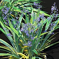 Lush Green Foliage And Purple Flowers In Clustered Plant Arrangement
