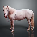 White Pony With Light Mane And Tail Wearing Braided Bridle Against Gray Background And Reflection