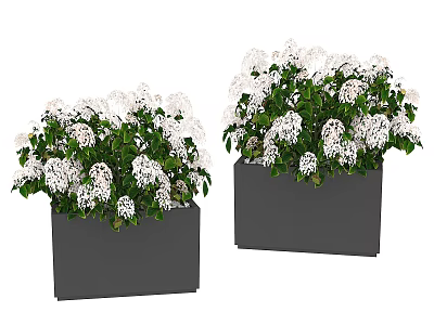 Elegant Decorative Ornament Set With Two Black Square Flower Pots White Flowers And Green Leaves 3d model