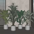 Indoor Bonsai Potted Plants in White Planters by Window with Blinds and Various Green Foliage