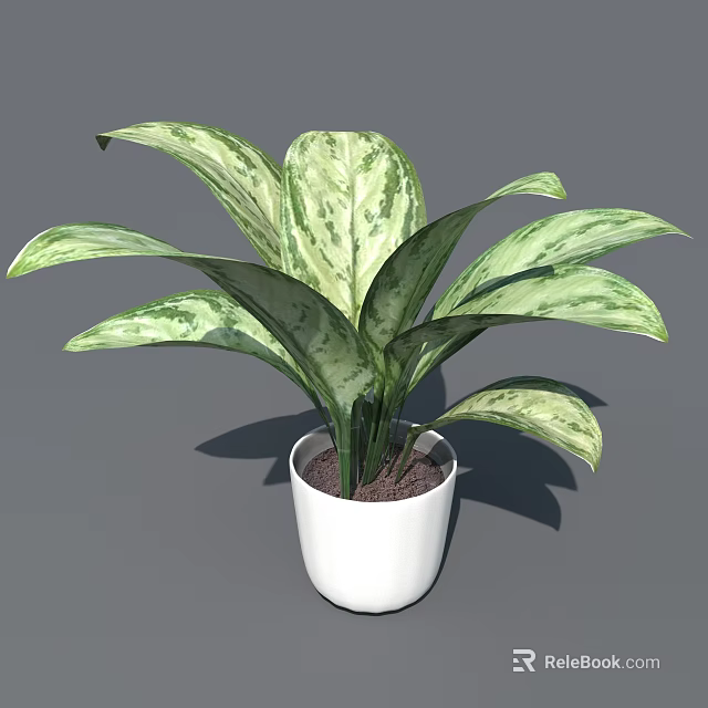 Indoor Houseplant With Green And White Variegated Leaves In White Pot 3d model 