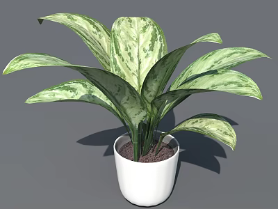 Indoor Houseplant With Green And White Variegated Leaves In White Pot 3d model