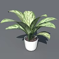 Indoor Houseplant With Green And White Variegated Leaves In White Pot