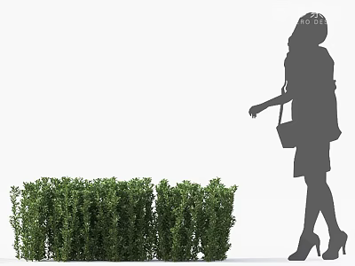 Green Shrubs in Front of White Background with Woman Silhouette Walking 3d model