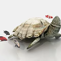 Turtle 3d model