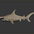 Detailed Hammerhead Shark 3D Model with Hammer Shaped Head and Dark Background Reflection 3d model