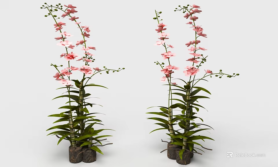 Pink Orchids With Green Leaves Planted In Brown Pots For Home Decor 3d model 