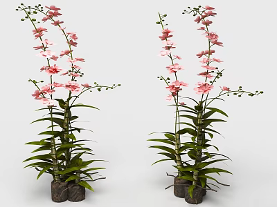 Pink Orchids With Green Leaves Planted In Brown Pots For Home Decor 3d model