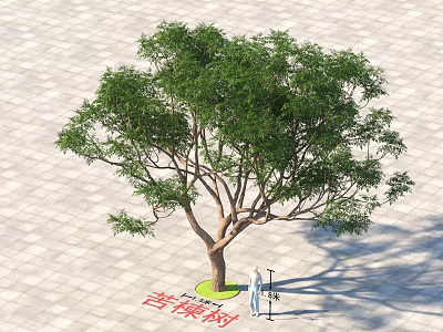 Large Arbor With Lush Green Leaves And Spreading Canopy In Outdoor Square With Tiled Ground 3d model