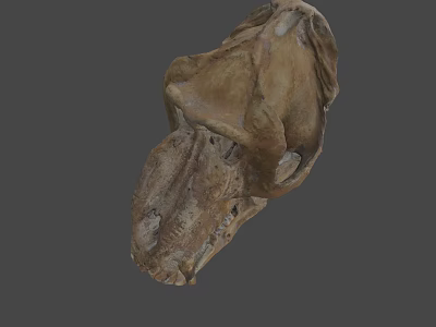 Ancient Fossil Skull With Detailed Bone Structure And Prehistoric Features 3d model